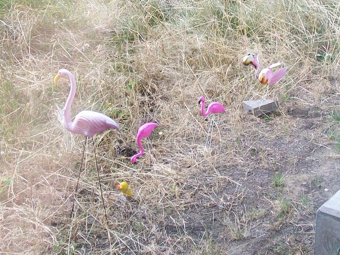 four plastic flamingoes and a rubber ducky